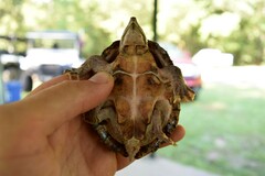 Sternotherus carinatus