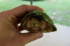 Sternotherus carinatus