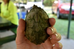Sternotherus carinatus