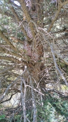 Picea pungens