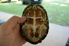 Sternotherus carinatus