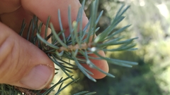 Picea pungens