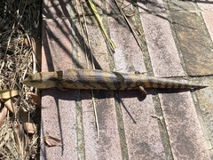 Tiliqua scincoides