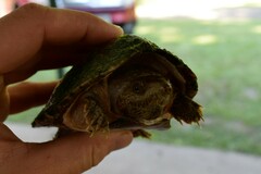 Sternotherus carinatus