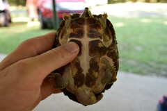 Sternotherus carinatus
