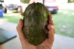 Sternotherus carinatus
