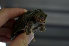 Sternotherus carinatus