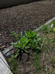 Taraxacum officinale