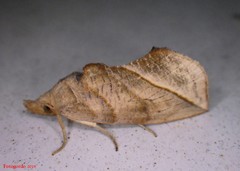 Calyptra canadensis