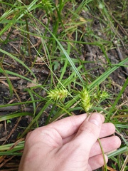Carex lupulina