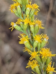 Solidago velutina