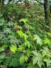 Napaea dioica