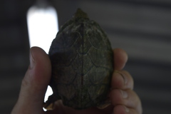 Sternotherus carinatus
