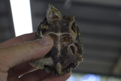 Sternotherus carinatus