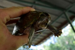 Sternotherus carinatus
