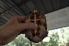 Sternotherus carinatus