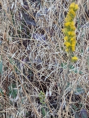 Solidago velutina