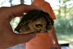 Sternotherus carinatus
