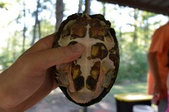 Sternotherus carinatus