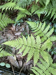 Dryopteris
