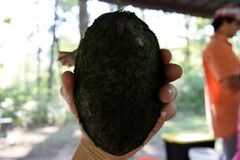 Sternotherus carinatus