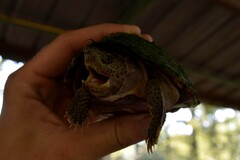Sternotherus carinatus