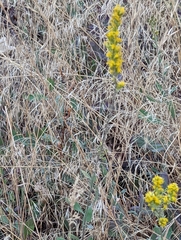 Solidago velutina