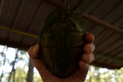 Sternotherus carinatus