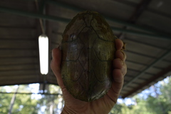 Sternotherus carinatus