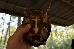 Sternotherus carinatus