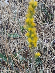 Solidago velutina