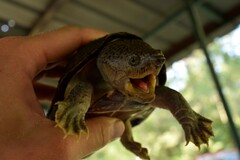 Sternotherus carinatus