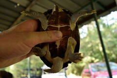 Sternotherus carinatus