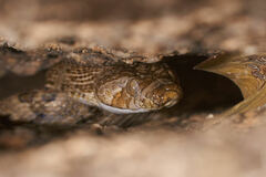 Trimorphodon lyrophanes