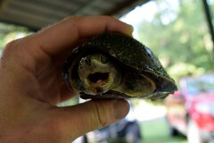 Sternotherus carinatus