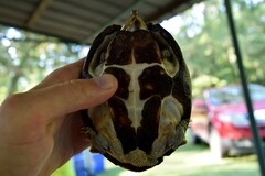 Sternotherus carinatus
