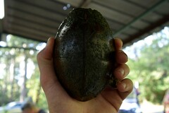 Sternotherus carinatus