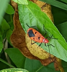 Dysdercus cingulatus
