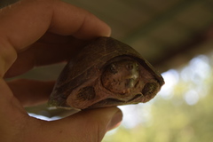 Sternotherus carinatus
