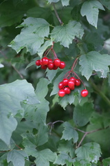 Viburnum opulus