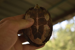 Sternotherus carinatus