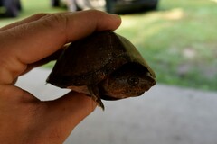 Sternotherus carinatus