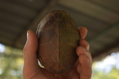 Sternotherus carinatus