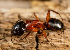 Camponotus texanus