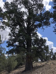 Pinus monophylla
