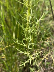 Artemisia carruthii