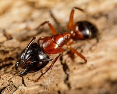 Camponotus texanus