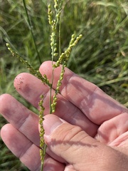 Urochloa