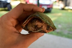 Sternotherus carinatus