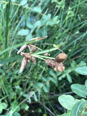 Schoenoplectus triqueter